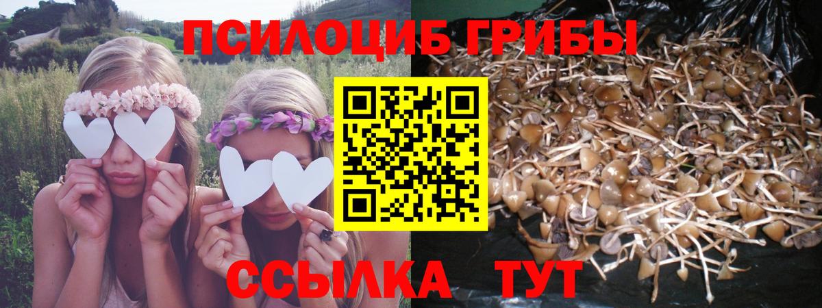 Псилоцибиновые грибы Psilocybine cubensis Хасавюрт